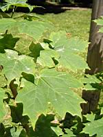 Erable a sucre, Acer saccharum (Lyon, Parc de la Tete d'Or) (Photo F. Mrugala) (2)